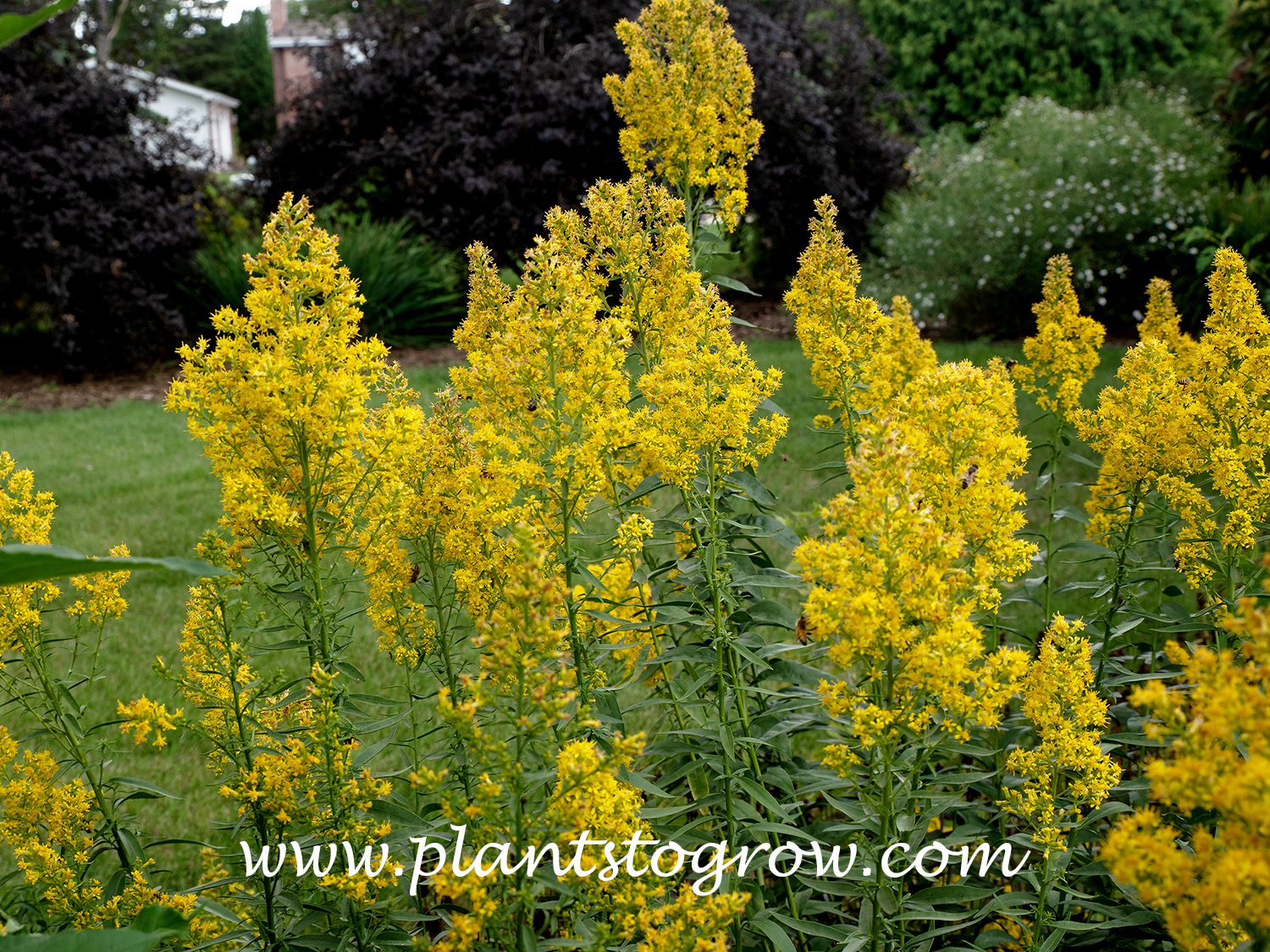 Showy Goldenrod (Solidago speciosa)